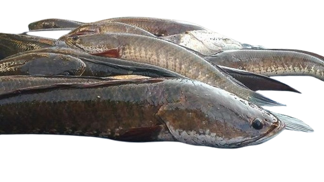 Ikan Gabus