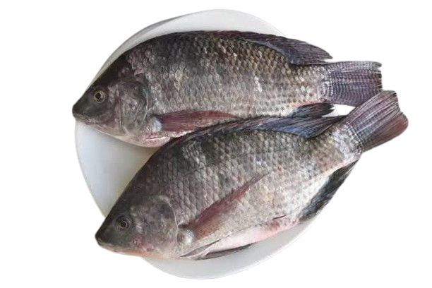 Ikan Gabus